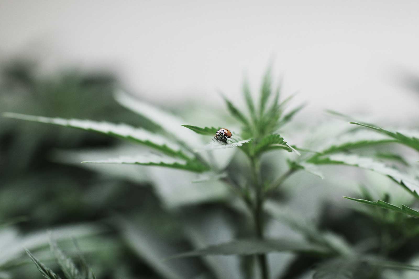 Wholesale Cannabis Clones in Colorado | bgood | bgood